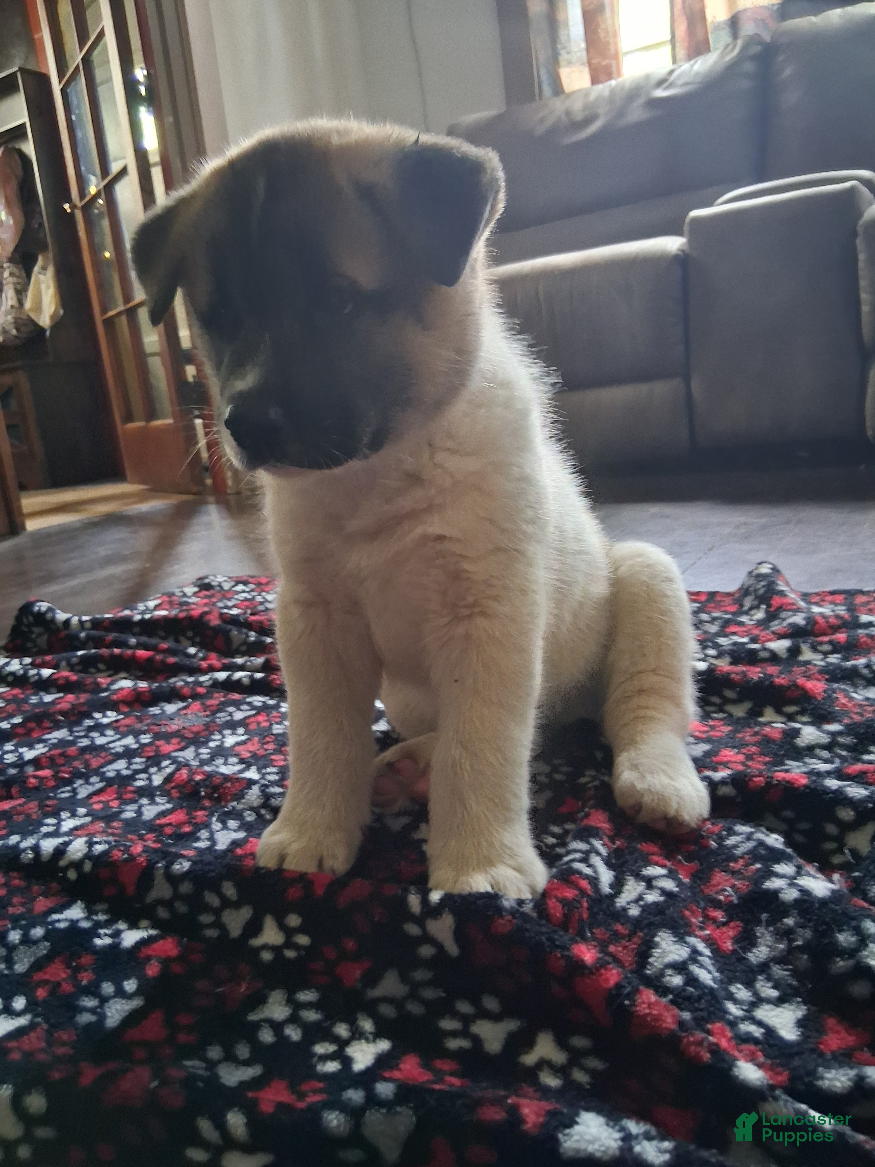 Akita dogs Akita 1 - Ad 24