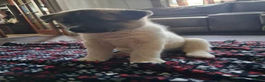 Akita 1