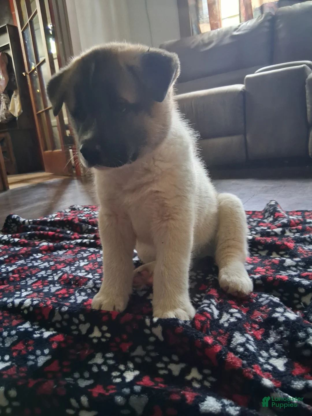Akita dogs for sale: Akita 1 - Ad 1