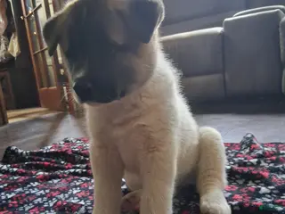 Akita dogs Akita 1 - Ad 37