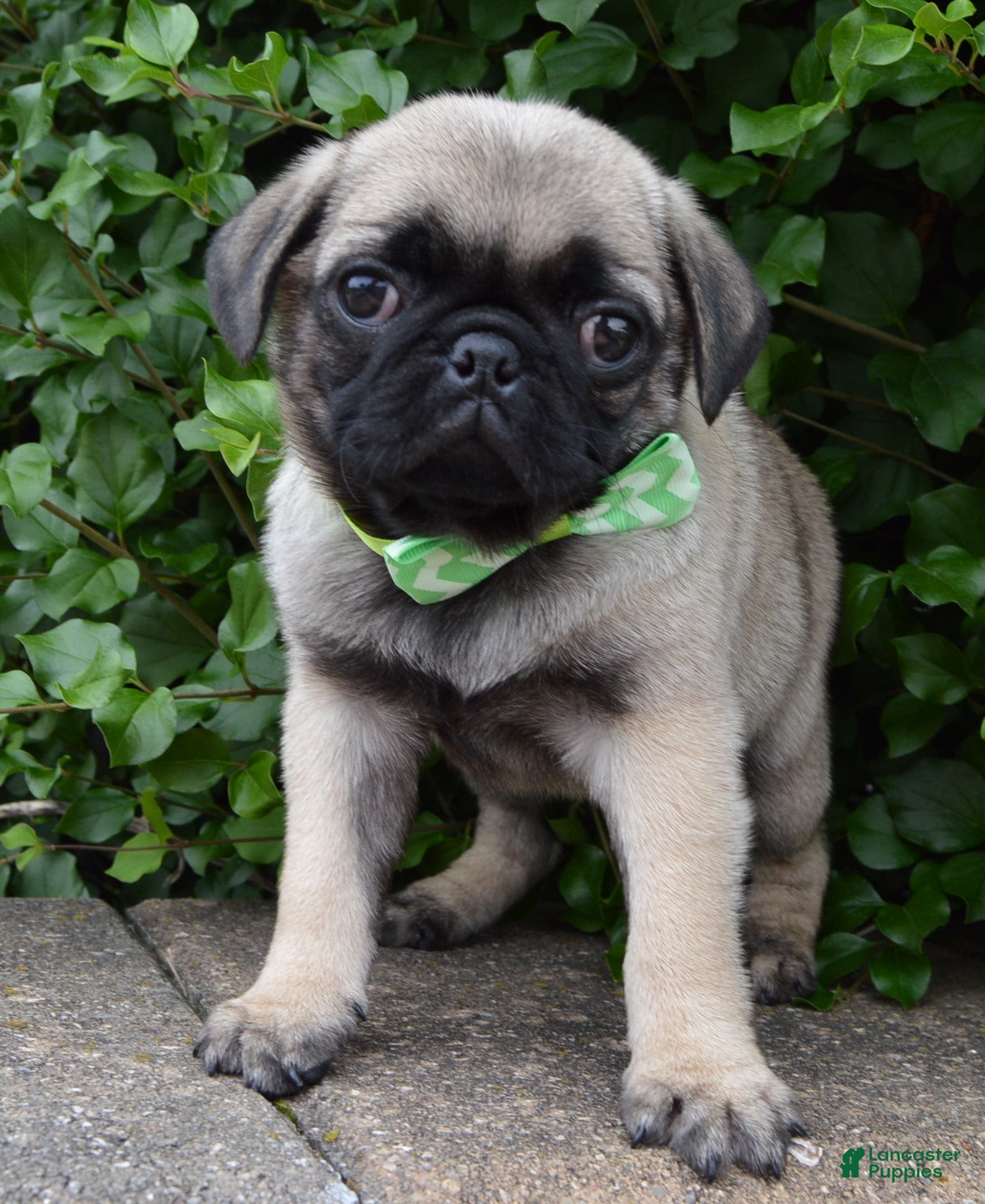 Pug dogs Pearl - Ad 1