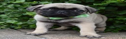 Pug dogs for sale: Pearl - Ad 1