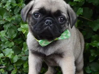 Pug dogs for sale: Pearl - Ad 1