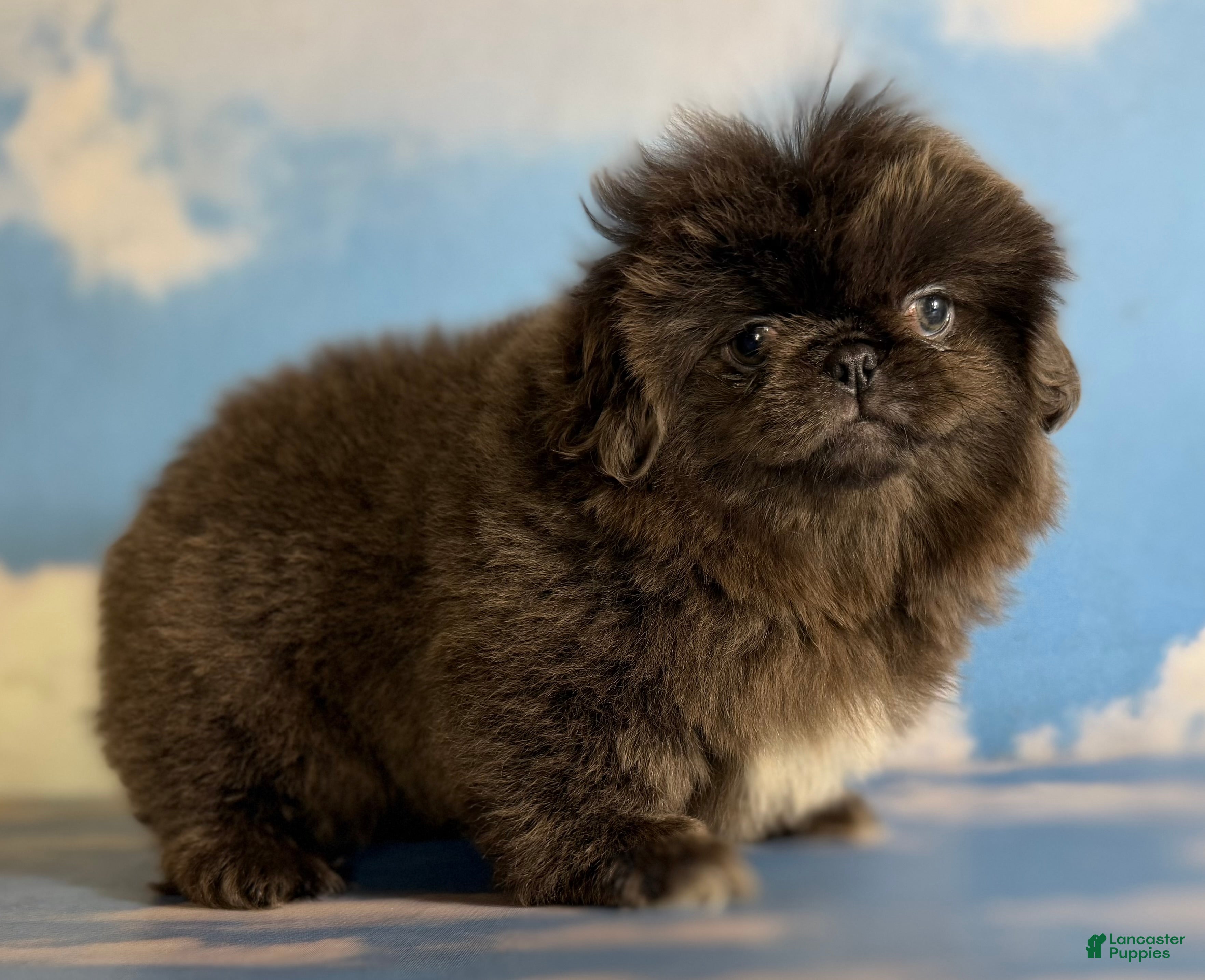 Pekingese dogs Akc DNA OFA Blue boots  - Ad 4