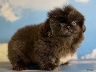 Pekingese dogs Akc DNA OFA Blue boots - Ad 4