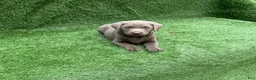 Labrador Retriever dogs for sale: Chloe - Ad 7