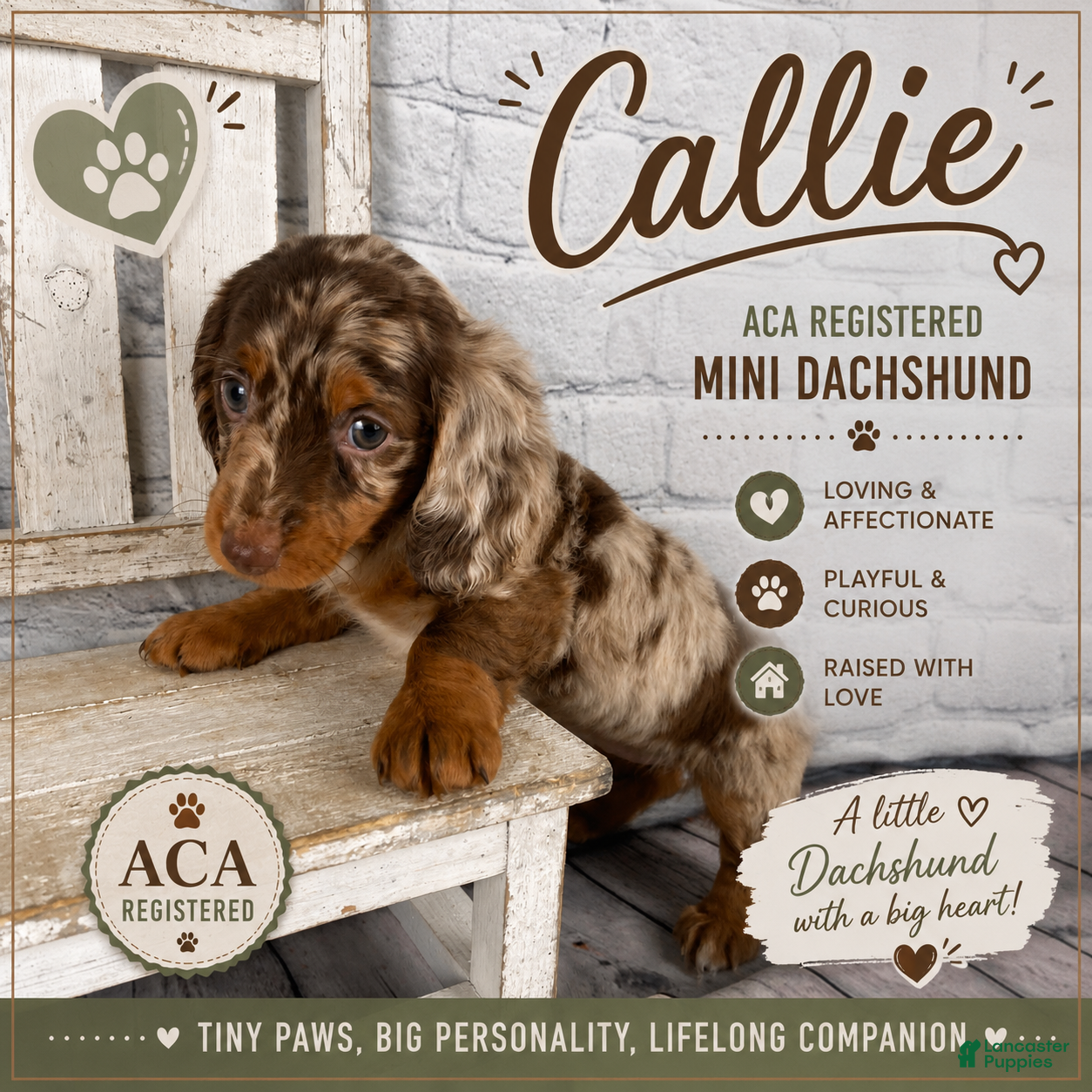 Miniature Dachshund dogs Callie - Ad 1