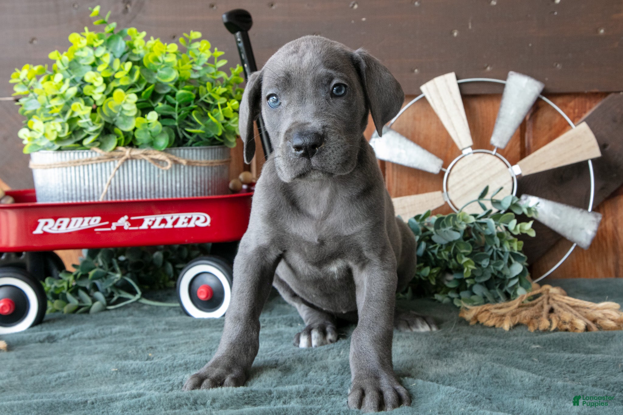 Great Dane dogs Daisy - Ad 1
