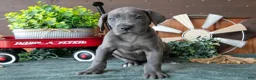 Great Dane dogs for sale: Daisy - Ad 1