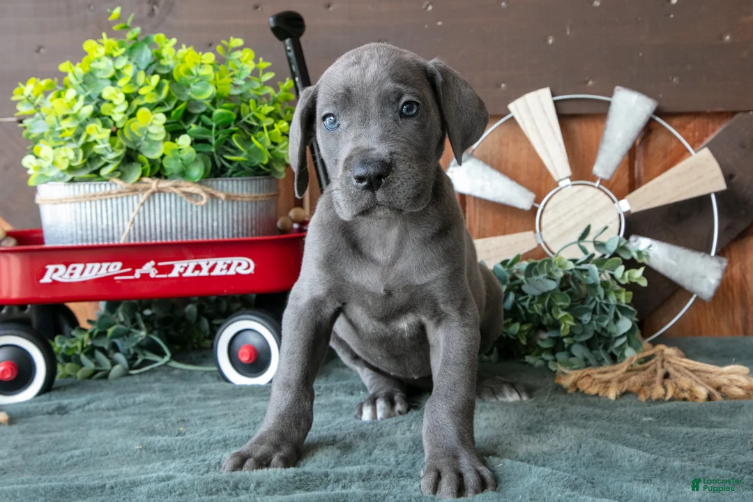 Great Dane dogs for sale: Daisy - Ad 1