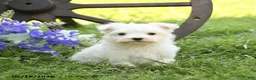 Maltese dogs for sale: Cupcake - Ad 4