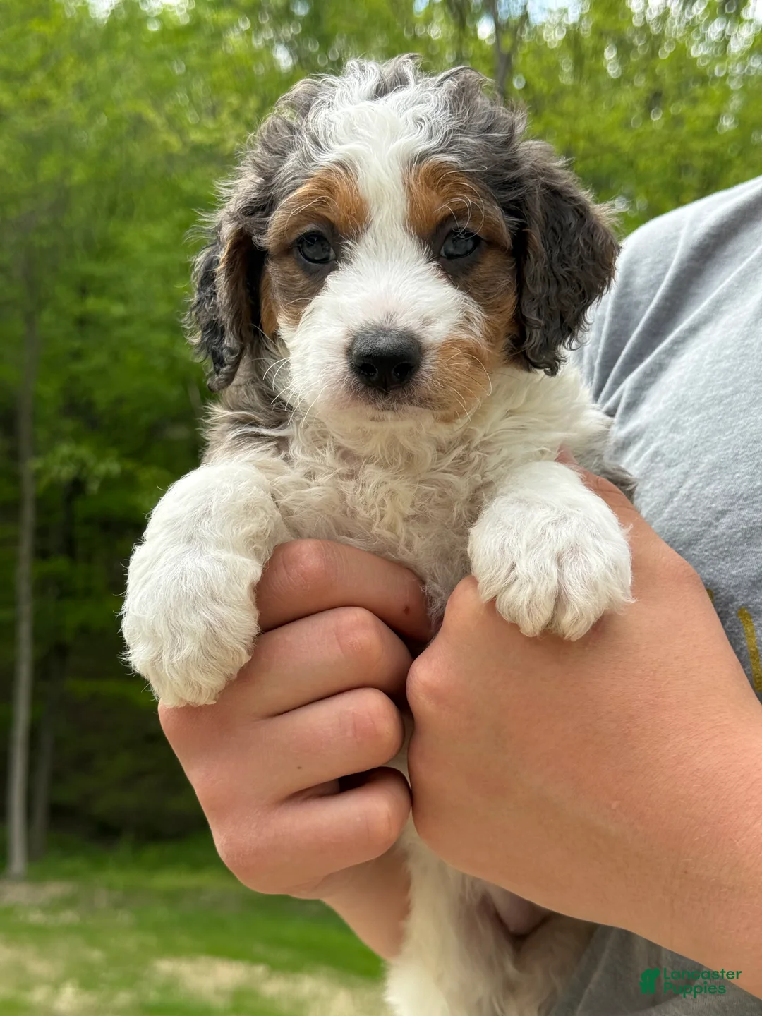 Mini Goldendoodle dogs for sale: Emma 🐶💖 - Ad 1