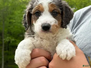Mini Goldendoodle Puppies for sale in Toledo, Ohio | Lancaster Puppies Mini Goldendoodle Puppies for sale in Toledo, Ohio | Lancaster Puppies