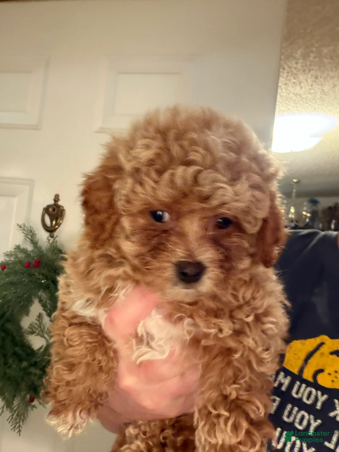 Bichpoo dogs for sale: Lucky - Ad 2