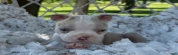 Boston Terrier dogs for sale: Milo - Ad 6
