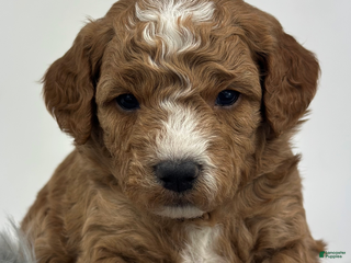 Goldendoodle dogs Dax- F1b Mini - Ad 39
