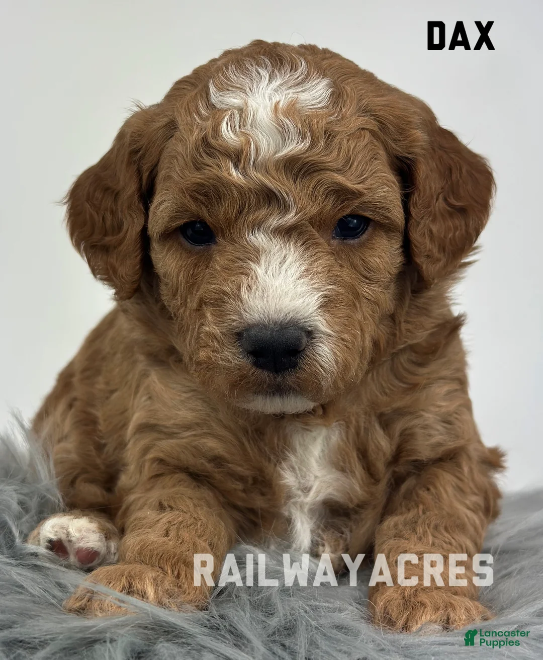 Goldendoodle dogs for sale: Dax- F1b Mini - Ad 2