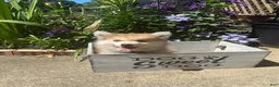 Pomsky dogs for sale: Rocky - Ad 4