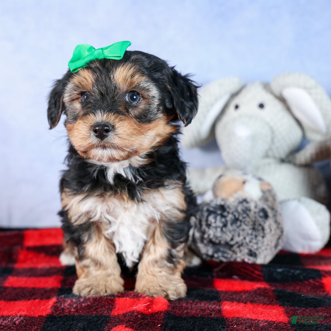 Yochon dogs for sale: MAX - Ad 9