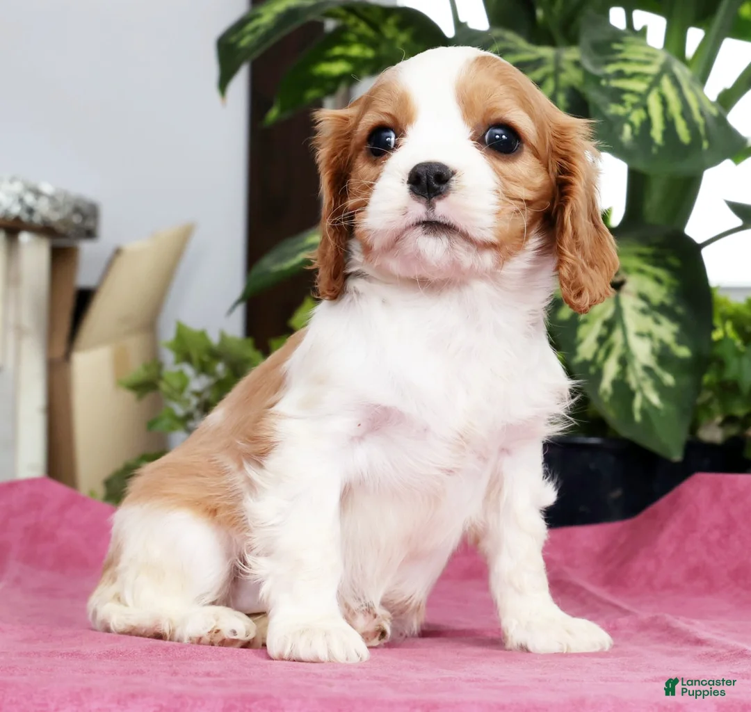 Cavalier King Charles Spaniel dogs for sale: Shelly - Ad 2