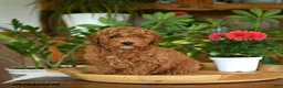 Mini Goldendoodle dogs for sale: Grayson - Ad 8