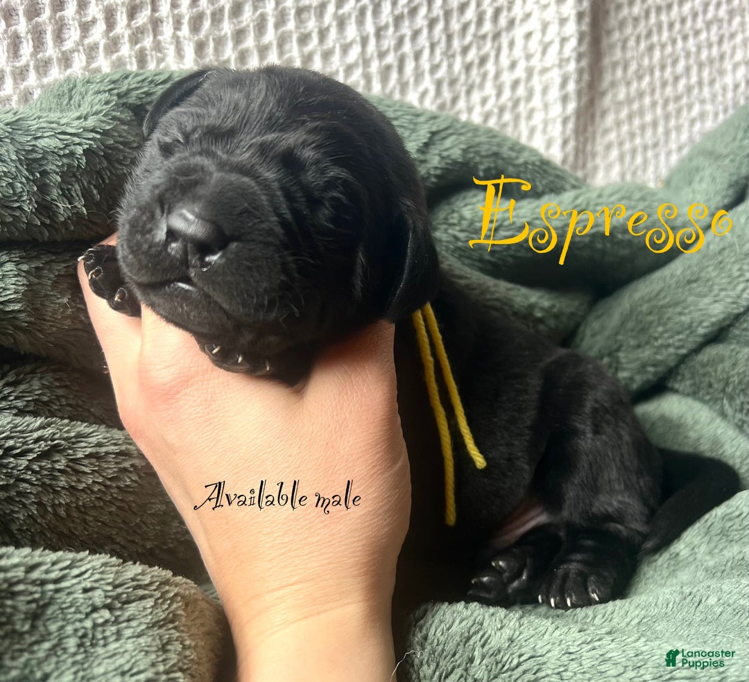 Labrador Retriever dogs for sale: Espresso  - Ad 1