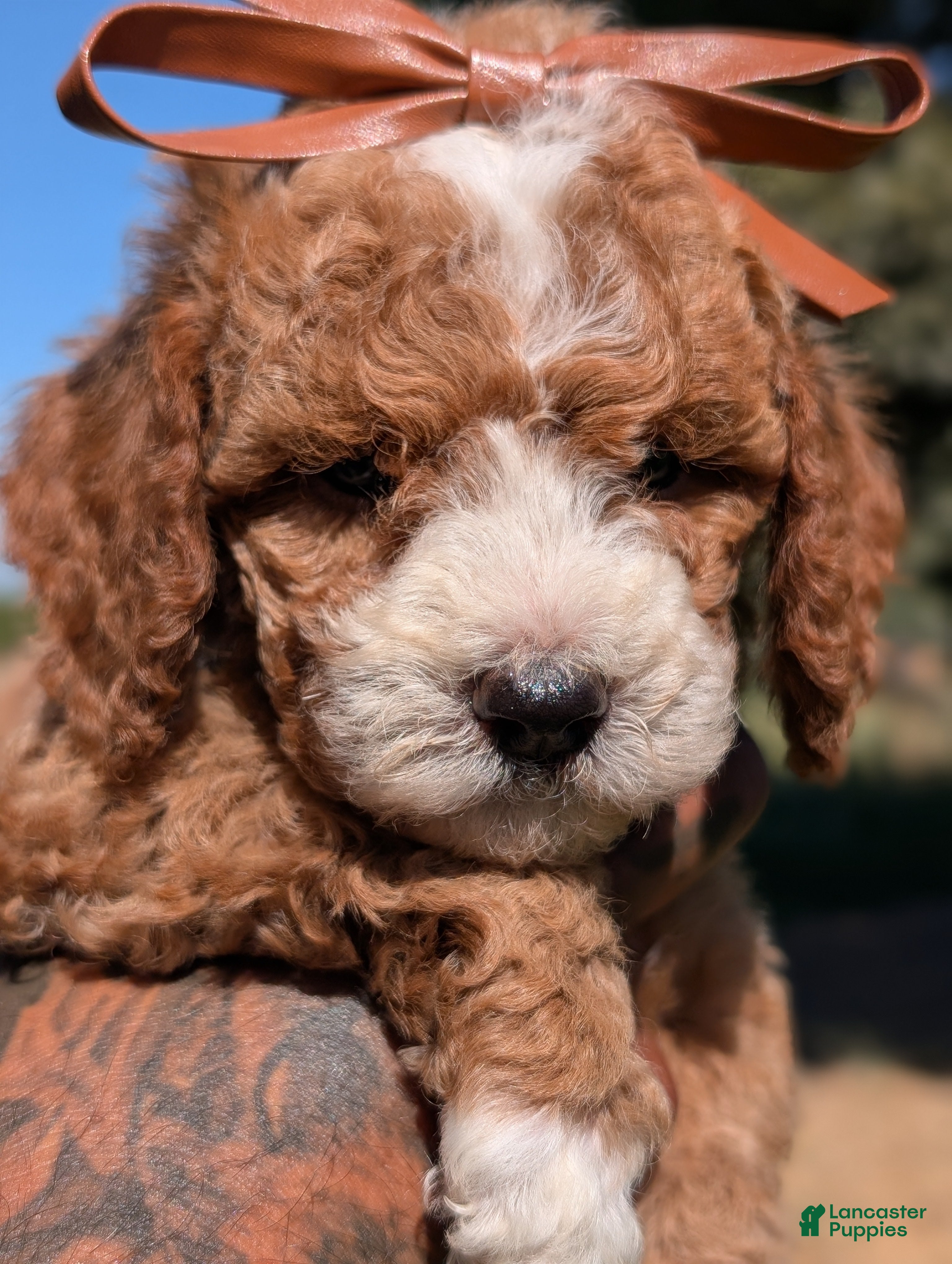 Cavapoo dogs KRINKLE  - Ad 2