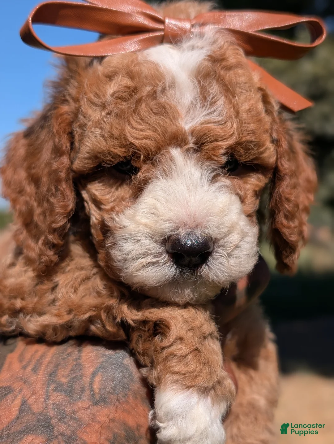 Cavapoo dogs for sale: KRINKLE  - Ad 2