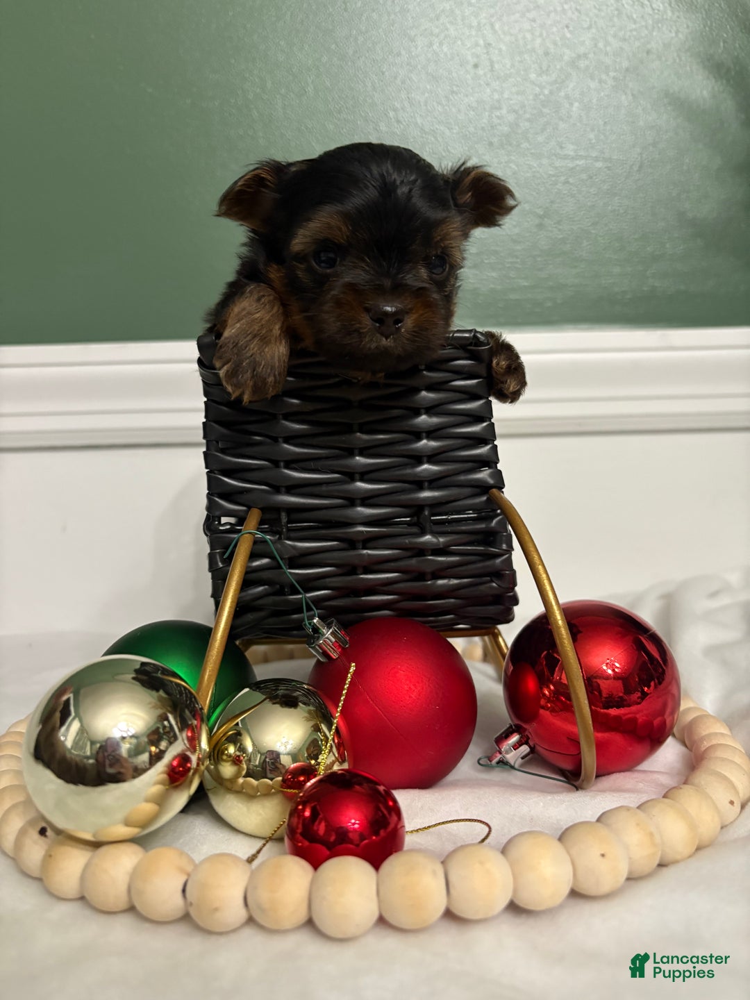 Morkie dogs for sale: TEACUP Oliver - Ad 7