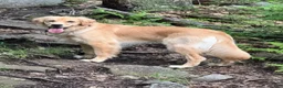 Golden Retriever dogs for sale: Golden Retriever 1 - Ad 5