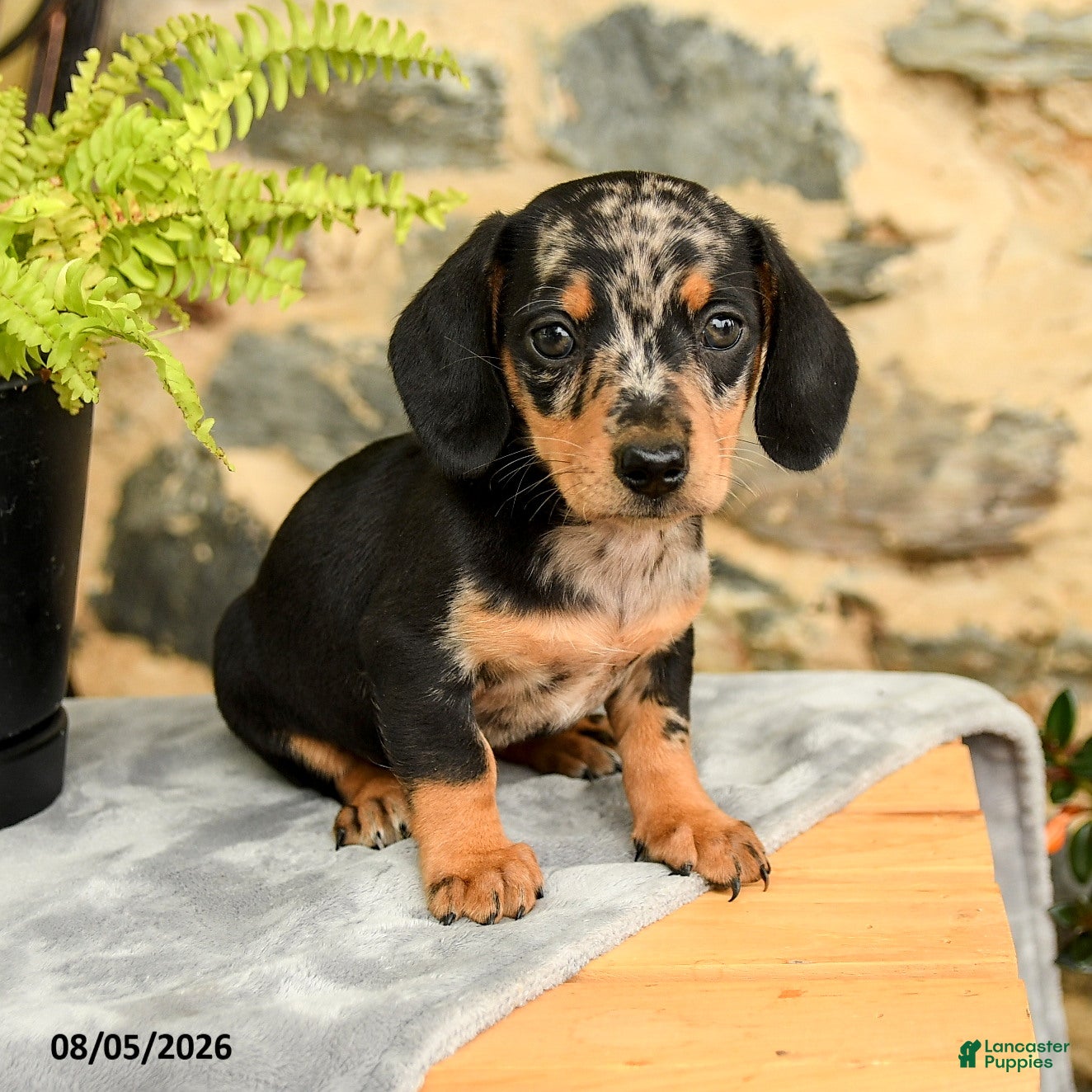 Miniature Dachshund dogs Twix - Ad 1