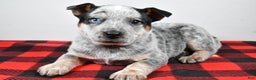 Australian Cattle Dog dogs for sale: Piper - Ad 7