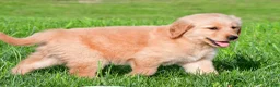 Golden Retriever dogs for sale: Charlie - Ad 6
