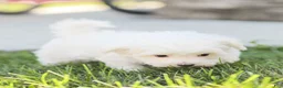 Maltese dogs for sale: Butch - Ad 6
