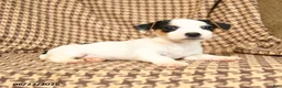 Jack Russell Terrier dogs for sale: Sierra - Ad 3