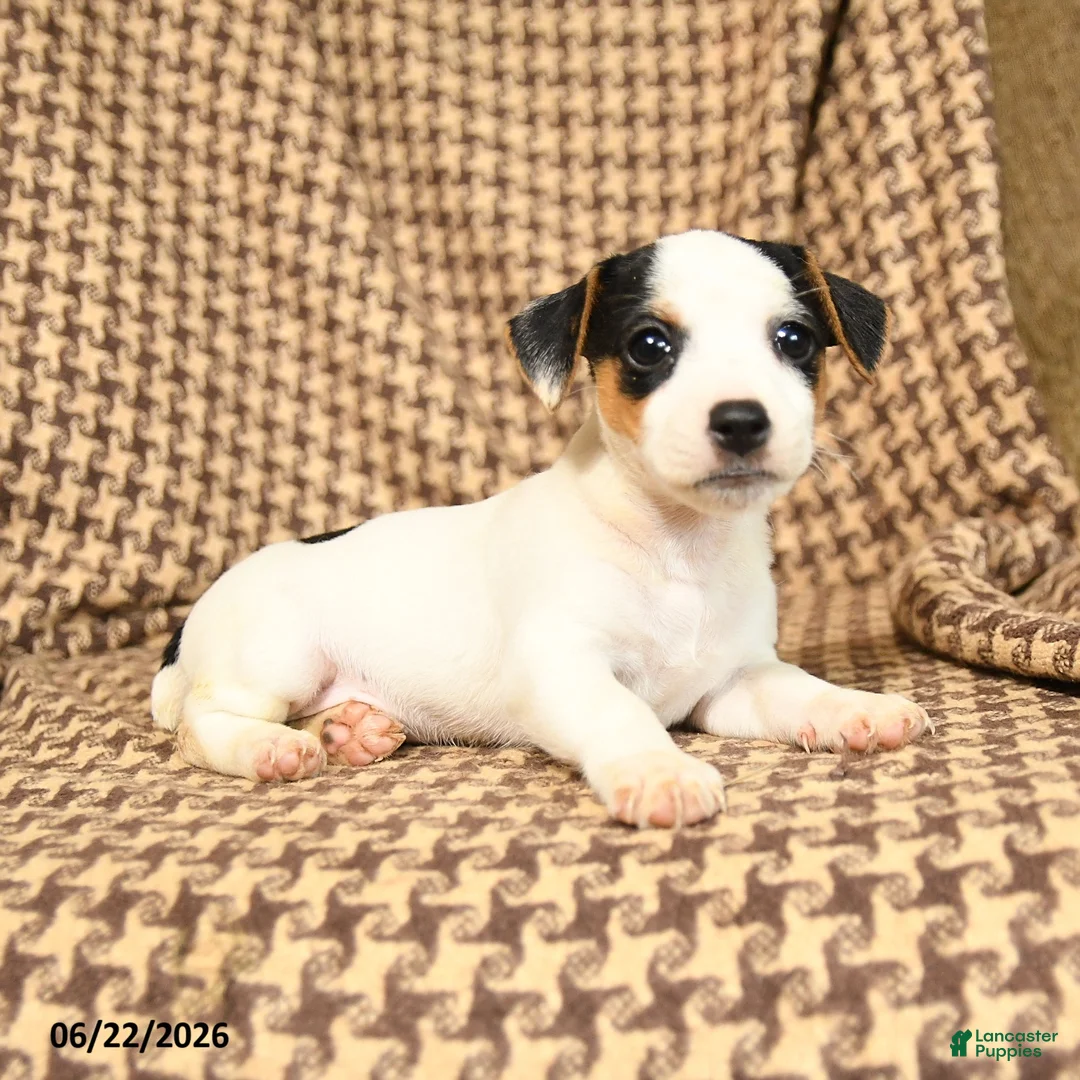 Jack Russell Terrier dogs for sale: Sierra - Ad 3