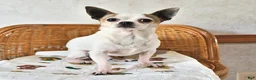 Chihuahua dogs for sale: Judson - Ad 11