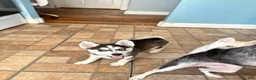 Siberian Husky dogs for sale: Siberian Husky 1 - Ad 1