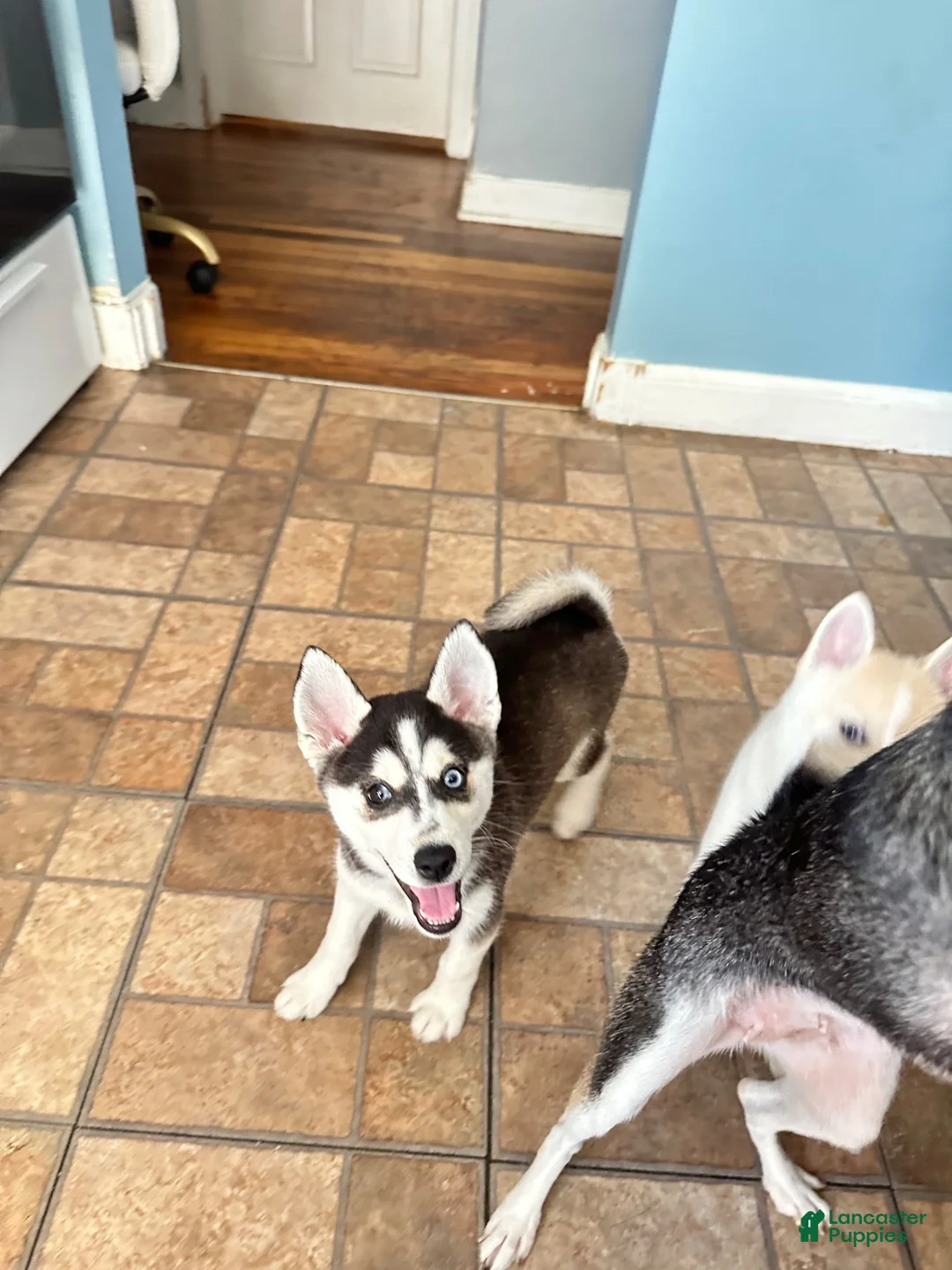 Siberian Husky dogs for sale: Siberian Husky 1 - Ad 1