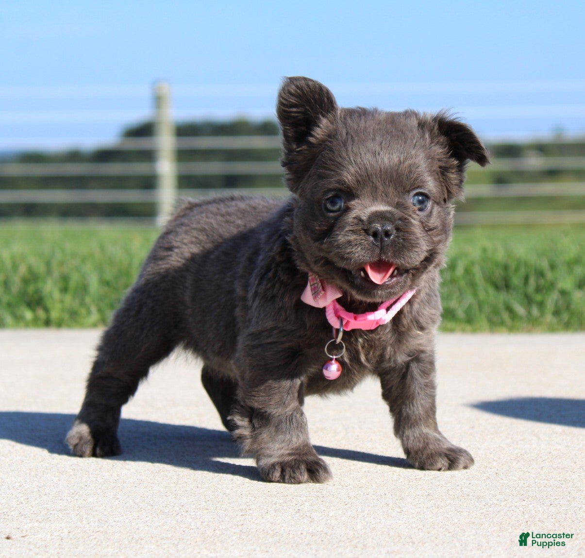 French Bulldog dogs Bella - Ad 1