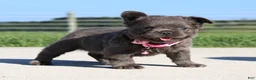 French Bulldog dogs for sale: Bella - Ad 1