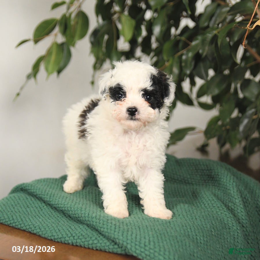 Toy Poodle dogs Buddy - Ad 2