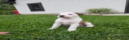 Mixed Breed dogs for sale: Layla - Ad 3