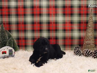 Mixed Breed dogs Kuiu - Ad 8