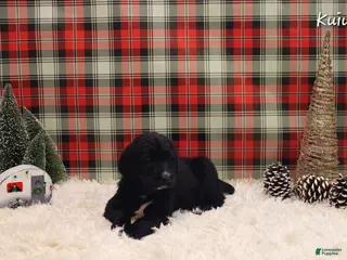 Mixed Breed dogs Kuiu - Ad 41