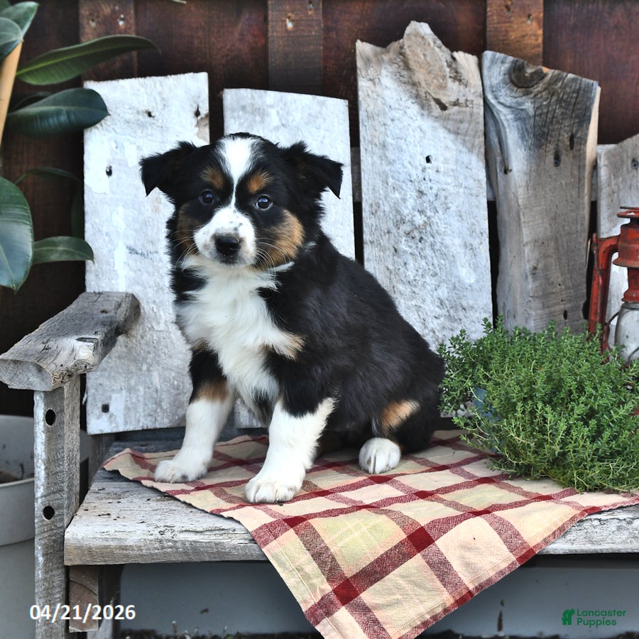 Australian Shepherd dogs Beulah - Ad 1