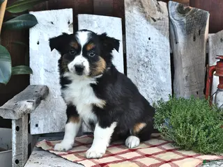 Australian Shepherd dogs for sale: Beulah - Ad 2