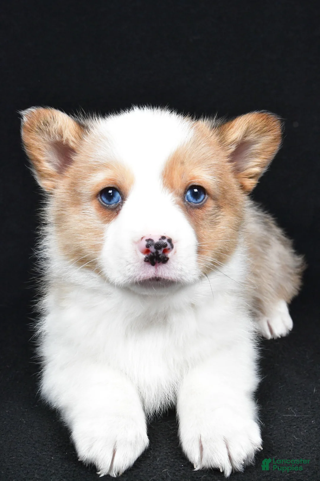 Welsh Corgi Pembroke dogs for sale: Chuck - Ad 2
