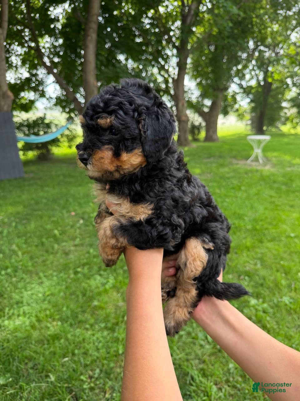 Mini Aussiedoodle dogs Lollipop - Ad 1