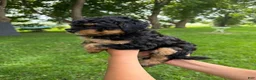 Mini Aussiedoodle dogs for sale: Lollipop - Ad 1